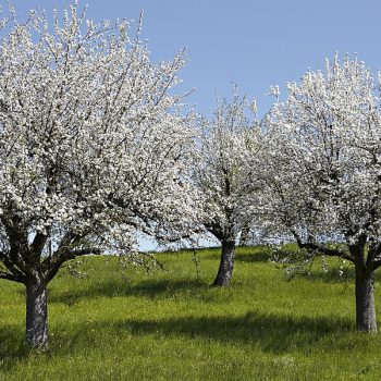 apple-trees1 apple-trees1